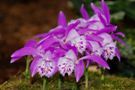 Pleione x barbarae